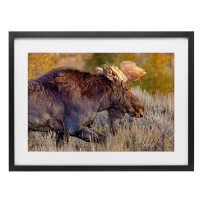 «Bull Moose At Dusk», reproduction sous verre encadrée, design par Shelley Carlisle