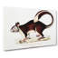 Large-Tailed Squirrel Illustration by John Edward Gray - Wrapped Canvas Print-55365875