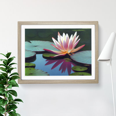 Fine Water Lily Pond - Single Picture Frame Print