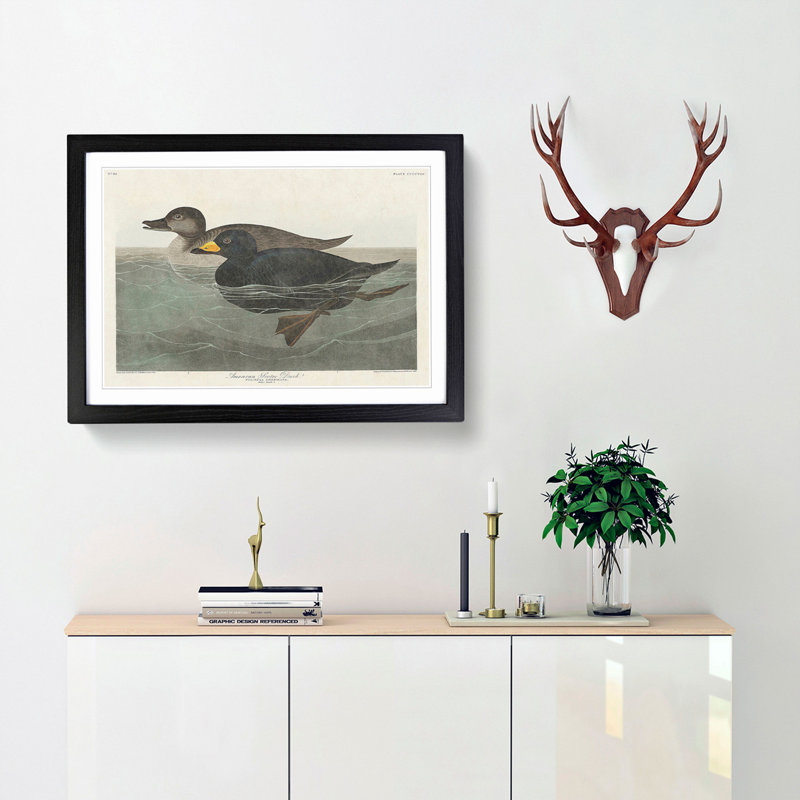 American Scooter Duck by John Audubon - Single Picture Frame Painting, 24cm H x 33cm W x 2cm D, Black Framed