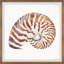 «Tiger Shell», reproduction encadrée-395833624