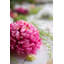 Tige chrysanthemum-22214106