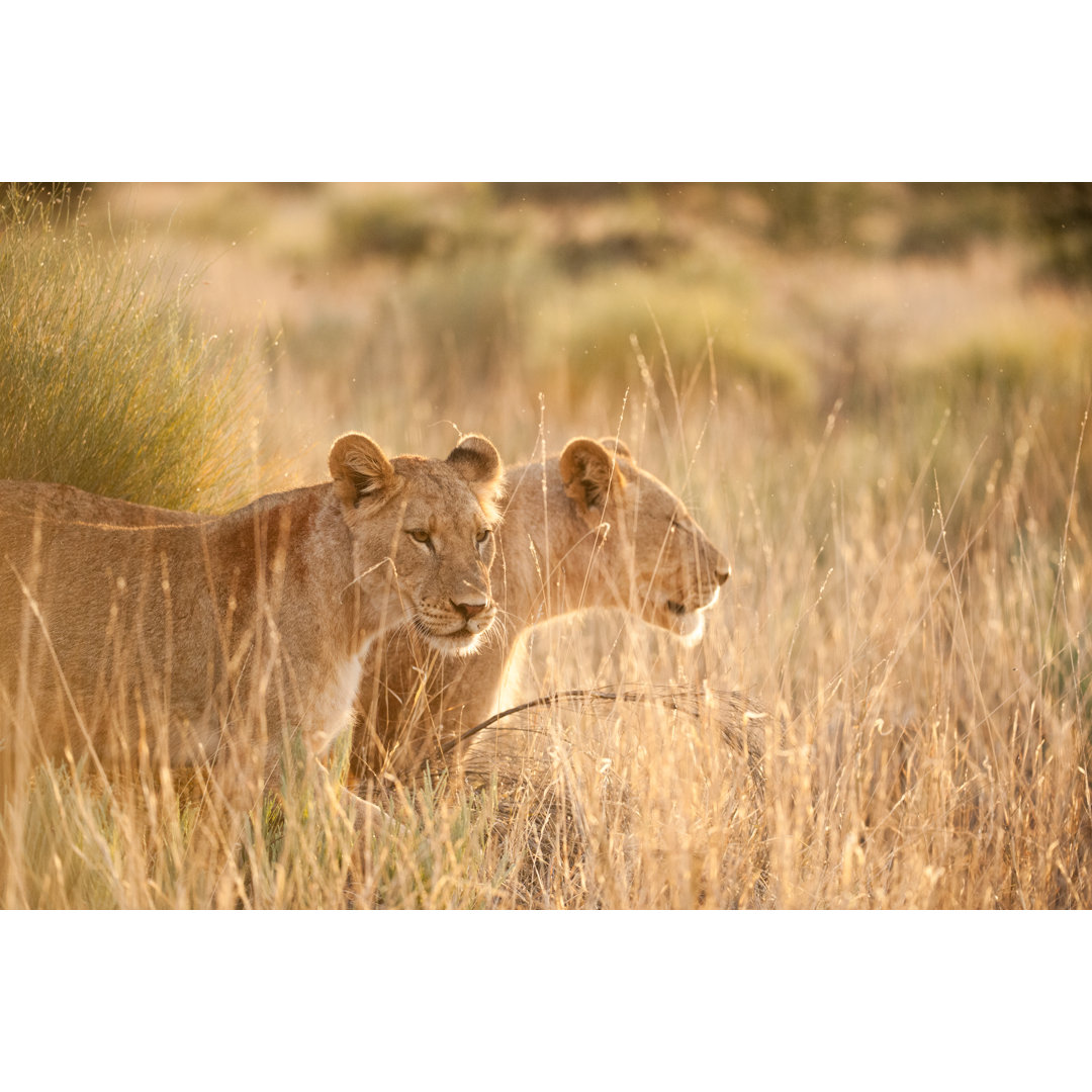 Leinwandbild Lionesses in Savanna von Julian Parsons