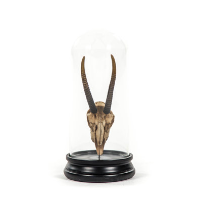 Gazelle Skull With Bell Glass