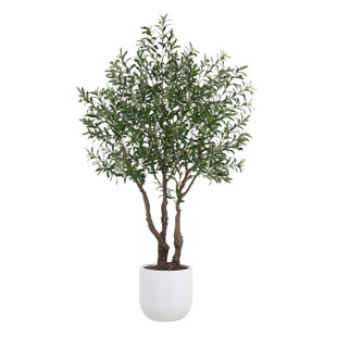 ARBRE D'OLIVE DE 7,5 PIEDS, POTÉ