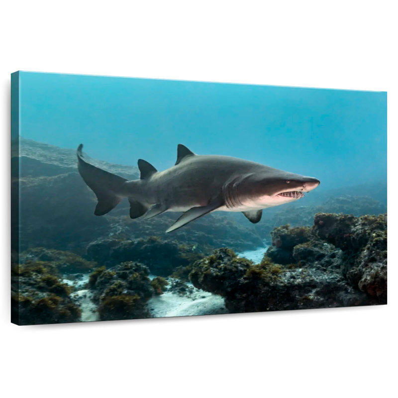 Aliwal Shoal Shark