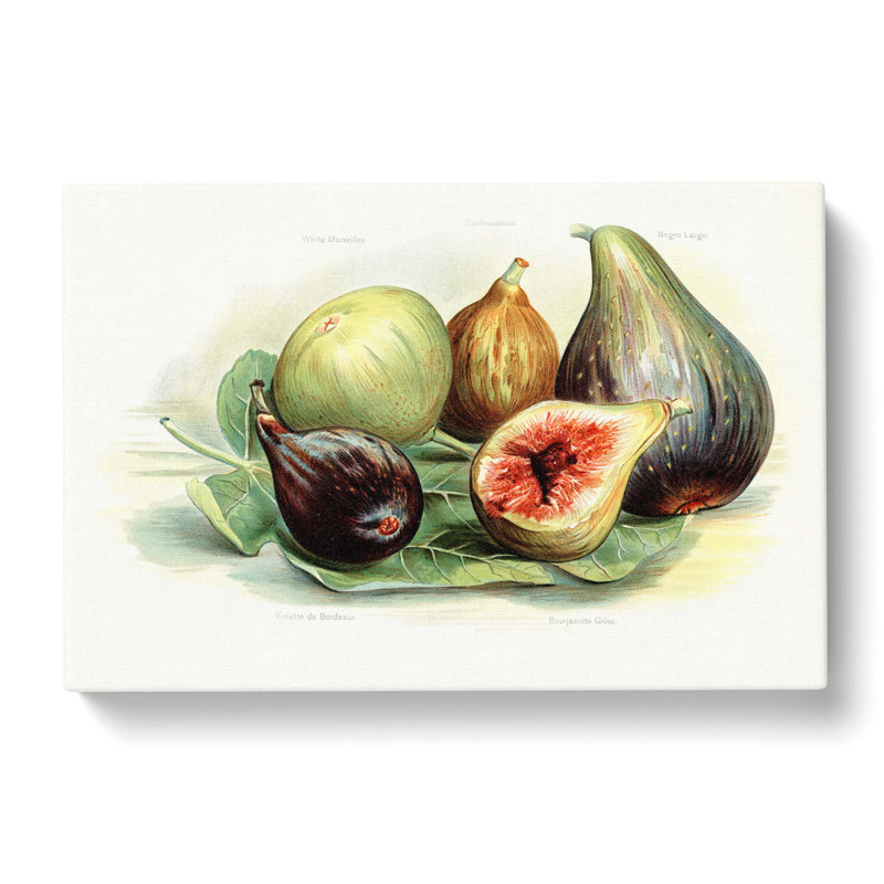 Vintage Illustration Of Figs - Wrapped Canvas Painting, 50cm H x 76cm W x 3cm D