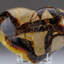 Genuine Polished Septarian Heart from Mexico (0.26 Lbs)