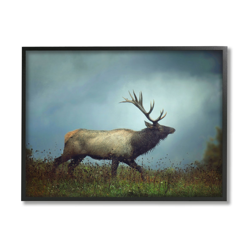 Élan serein en pleine nuit, photographie de la faune - photographie à cadre flottant sur bois, Giclée encadrée noir minuit