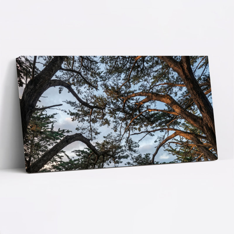 Ensemble de 1 tableau sur toile représentant un arbre et le ciel, L 32 po x H 16 po, Wrapped Canvas