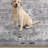 Kujawski Oriental Machine Washable Gray Area Rug-1224519899