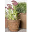 Misael Fibreglass Planter-14486347