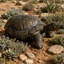 Figurine de tortue réaliste de 30,51 po de long, statue de tortue en résine haute de 11,22 po, grande sculpture de jardin d'extérieur pour décoration naturelle et thématique