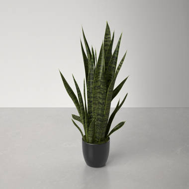 Bay Isle Home 57'' Faux Snake Plant Plant in Stone Planter & Reviews