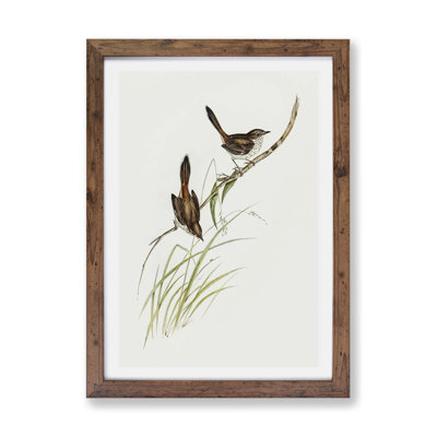 Red - rumped Wrens by Elizabeth Gould - Framed Print