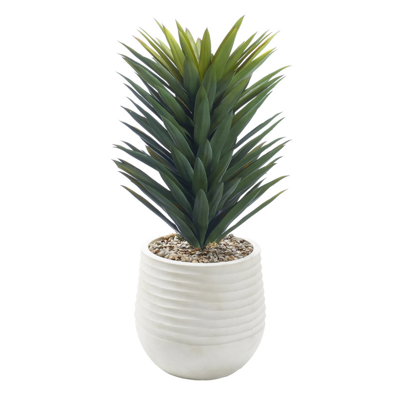 Small Agave Sisalana in White Mariella Planter
