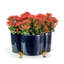 Quatrefoil Planter-59847533