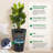 22.5 Inch Tall Planters Set Of 2 With Rolling Wheels, Water Level Monitor, Independent Water Inlet, For Indoor And Outdoor Use, White-838868796
