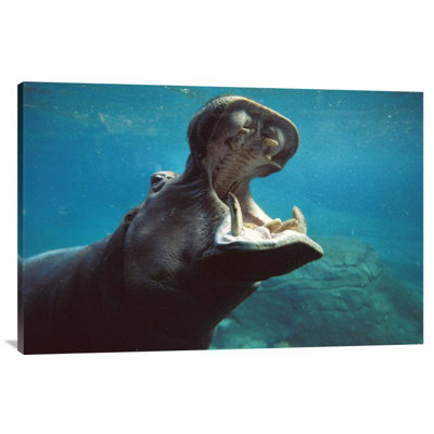 " River Hippopotamus Swimming Submerged In Tank, Native To Africa "
