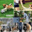 Pochette pour chien-118435745