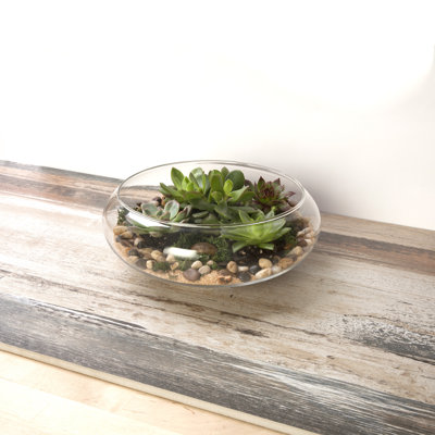 Barnett Glass Terrarium