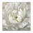 " Perfect Peony "-35569856-33349029