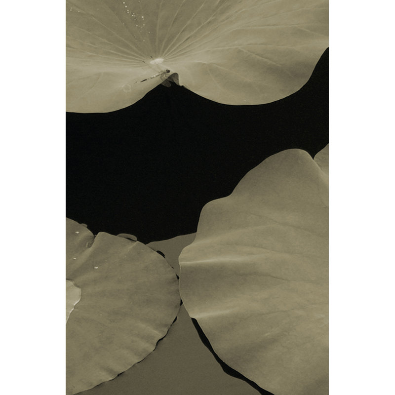 Lotus II by Tang Ling - Wrapped Canvas Print, 46cm H x 30cm W