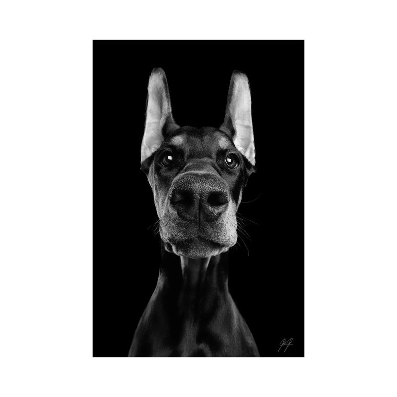 What's Up? II by Kathrin Federer - Wrapped Canvas Print, 101.6 cm H x 66.04 cm W