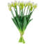 Tiges de tulipes