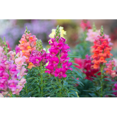 Snap Dragon (Antirrhinum Majus) by Joloei - Wrapped Canvas Print