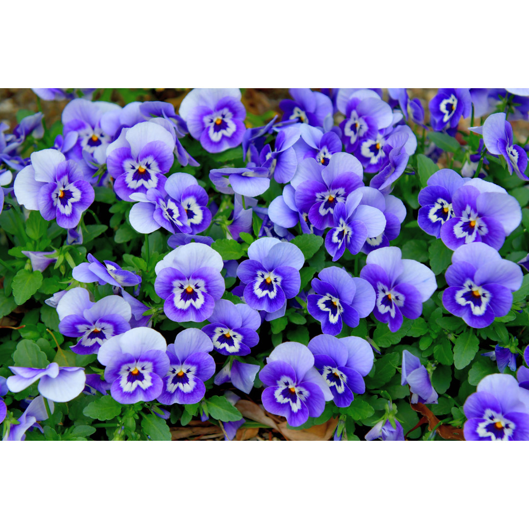 Variety Of Viola Flowers von Magicflute002 - Leinwand Kunstdrucke