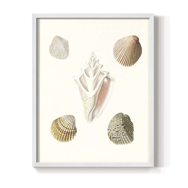 «Pastel Knorr Shells», reproduction encadrée en bois massif, Blanc, H 10 po x l 8 po