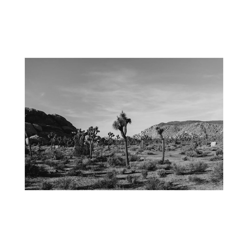 Joshua Tree National Park XXXI by Bethany Young - Print on Canvas, 66.04cm H x 101.6cm W x 3.81cm D, Wrapped Canvas