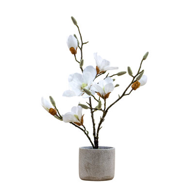 Magnolia Arrangement in Pot