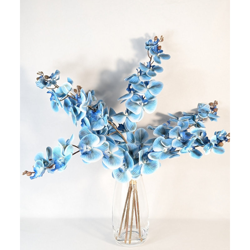 Orchidée phalaenopsis, Bleu ciel