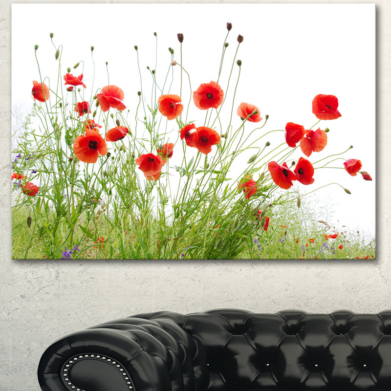 Poppies on White Background' Photographic Print, 30" H x 40" W, Wrapped Canvas