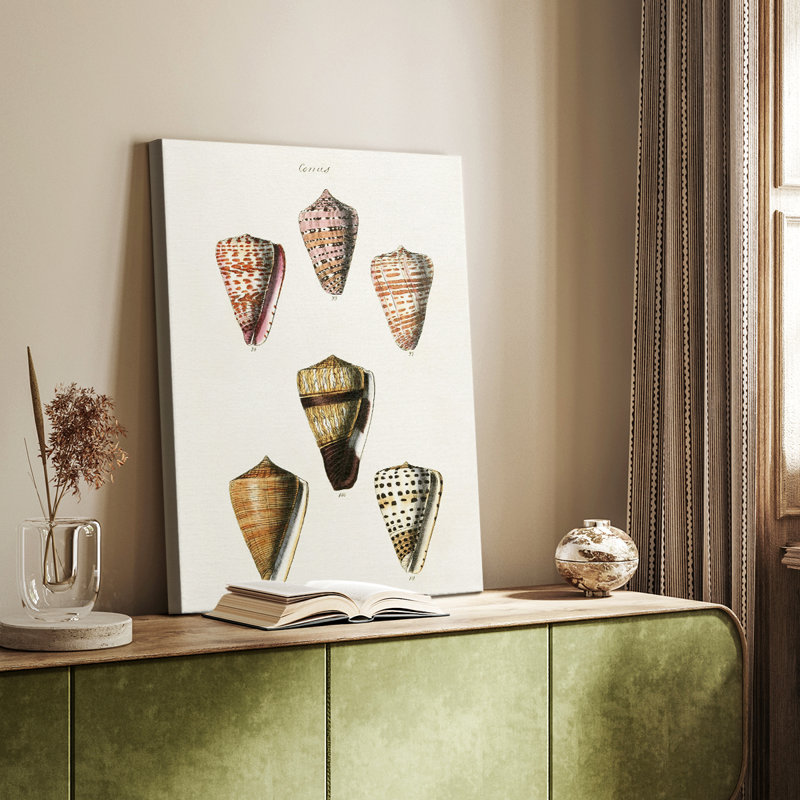 Collection Cone Shell IV - Cavas enveloppés de galerie, H 36 po x l 24 po