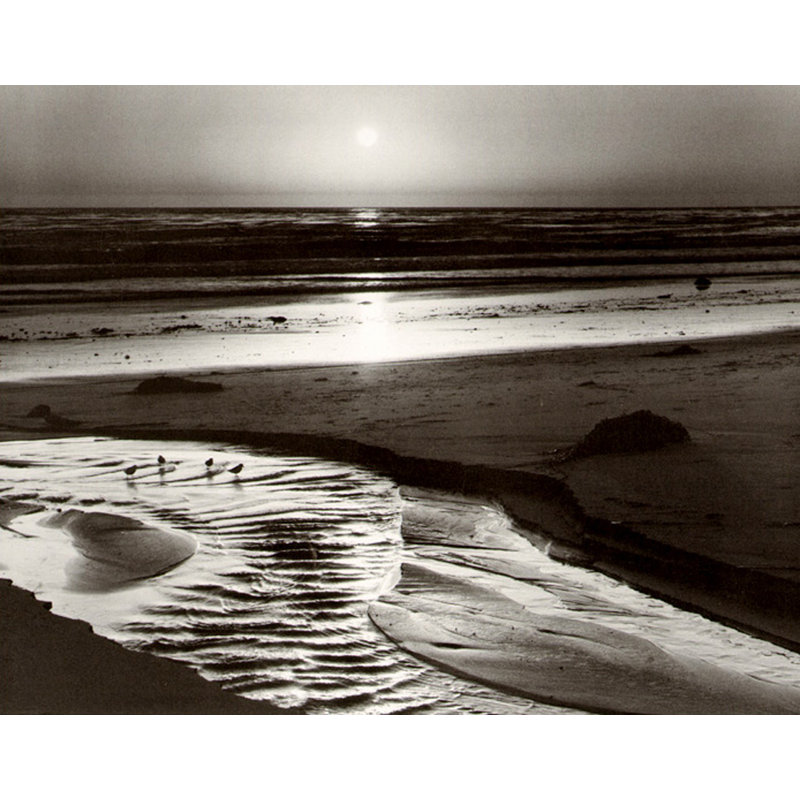 Oiseaux sur une plage, H 19 po x l 24 po