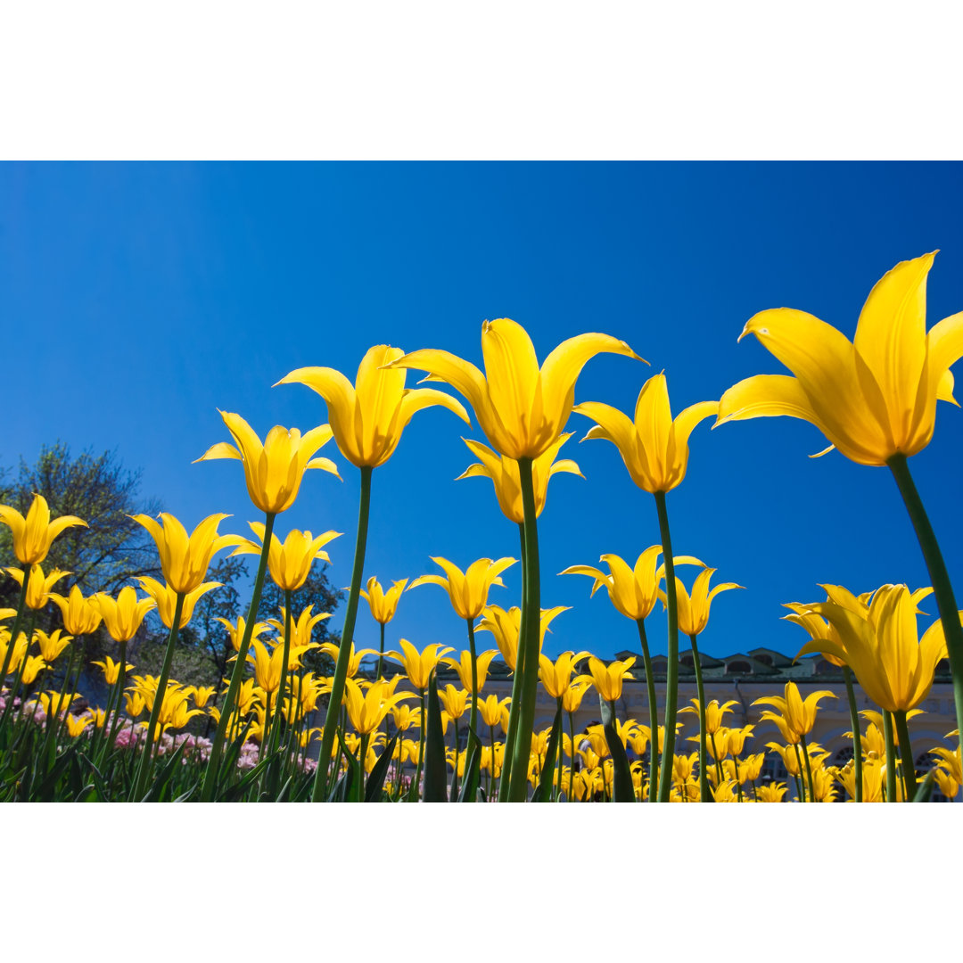 Leinwandbild Tulpenblüten von Isailorr