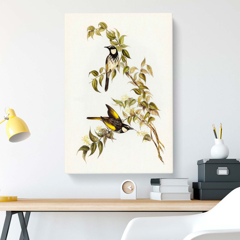 White Cheeked Honeyeater by Elizabeth Gould - Wrapped Canvas, 50cm H x 35cm W x 3cm D