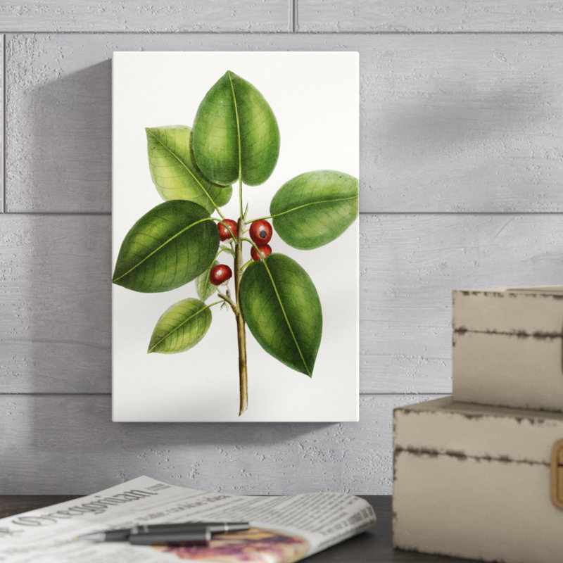 Short leaved Fig Tree by Thomas Nuttall - Painting Print, Wrapped Canvas, 30cm H x 20cm W