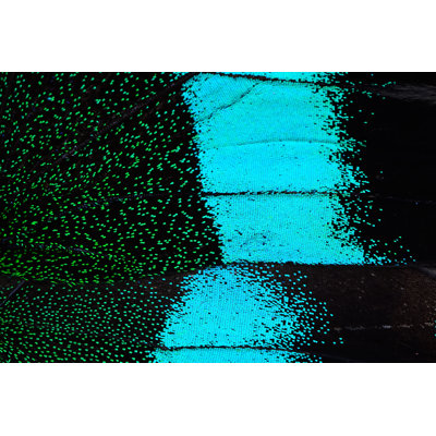 Eoin Blue Butterfly Wing by PanuRuangjan - Wrapped Canvas Print