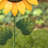 Metal Sunflower Garden Stake