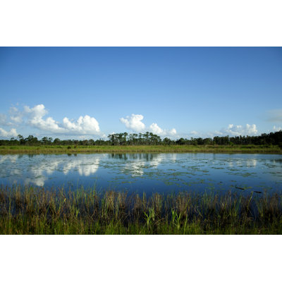 " Central Florida Pond "