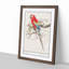 Scarlet Macaw Parrot by A.B. de Boodt - Picture Frame Painting Print-55613963-55613959