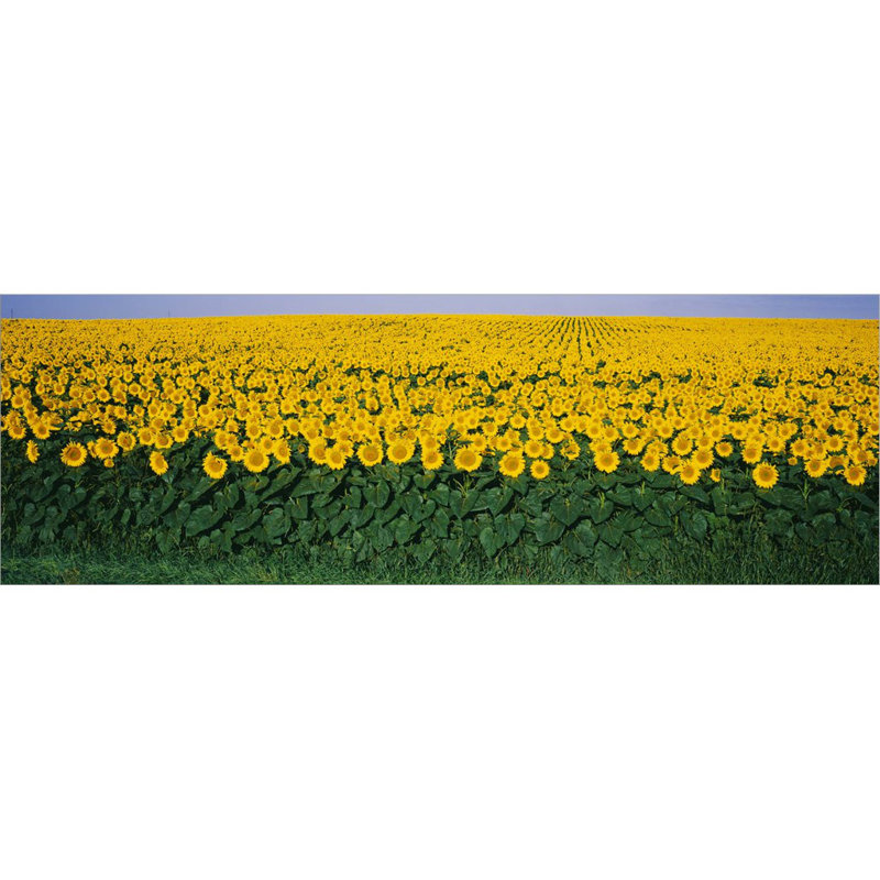 Décoration murale champ de tournesols