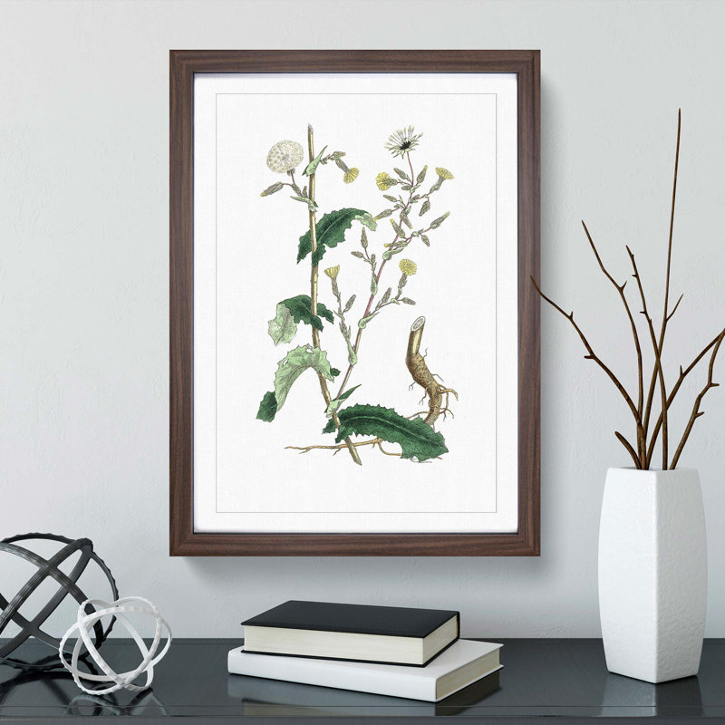 Wild Lettuce Illustration - Framed Print, 36cm H x 27cm W x 2cm D, Walnut Framed