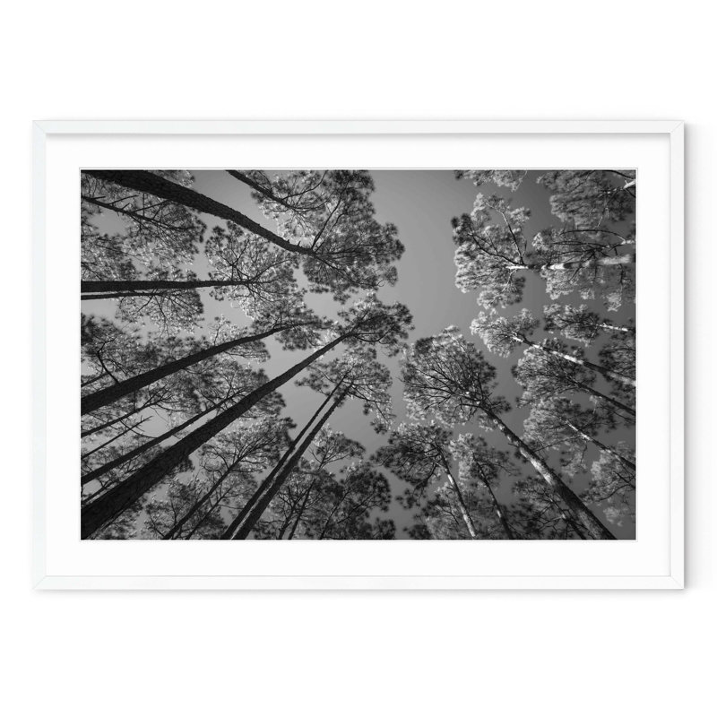 Pine Forest, 34.5" H x 47.5" W, White