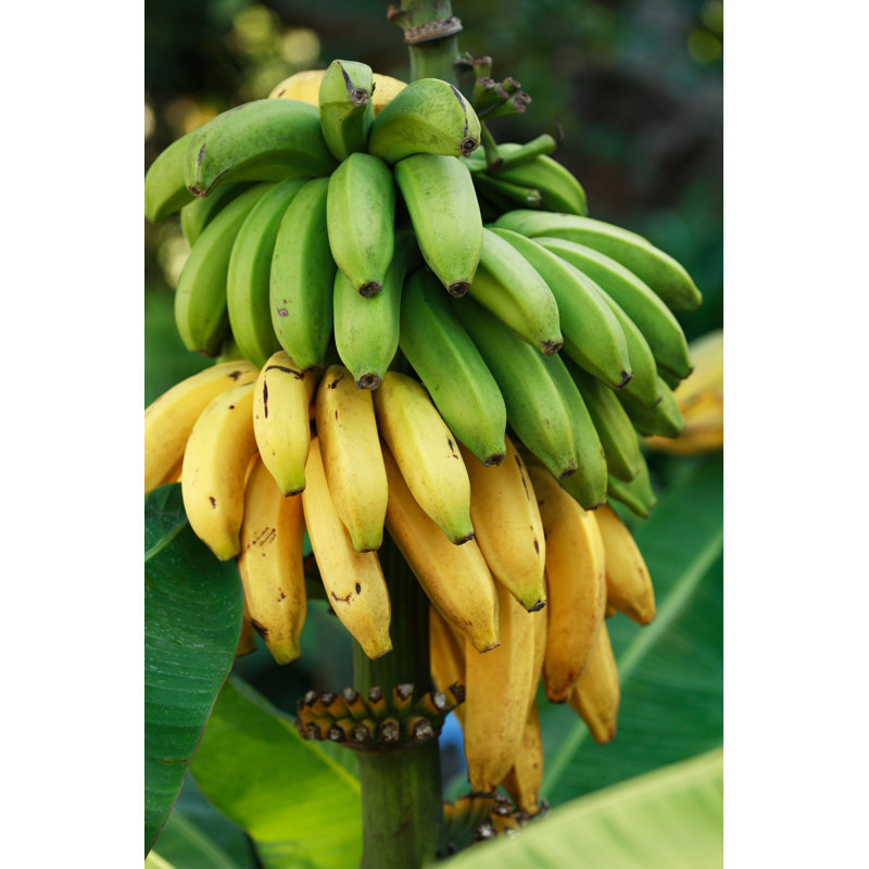 Banana Bunch par The Palmer, H 48 po x l 32 po