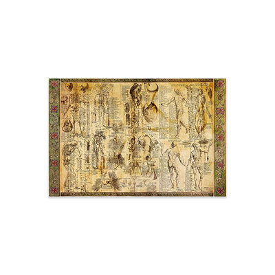 " Anatomical Chart "
